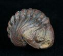 Very Detailed Enrolled Barrandeops (Phacops) Trilobite #4740-2